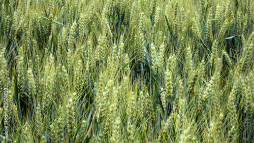 Champ de blé en juin