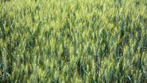 Champ de blé