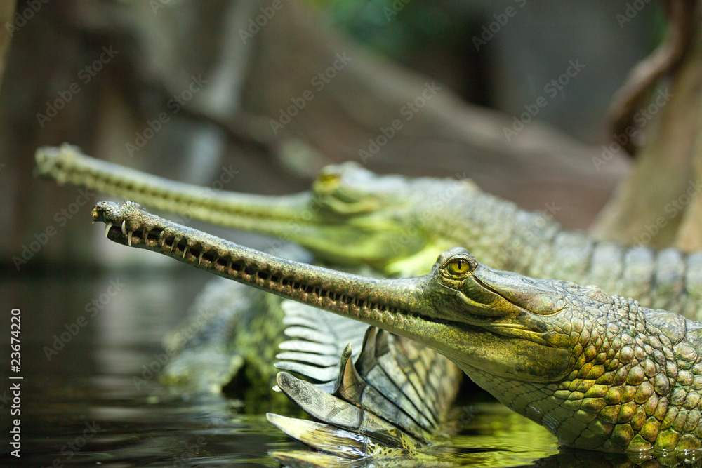 Obraz premium gharial
