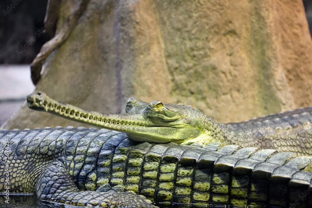 Naklejka premium gawial