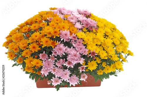 chrysanthème en jardinière photo