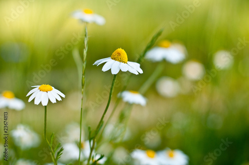 Rumianek na tle łąki