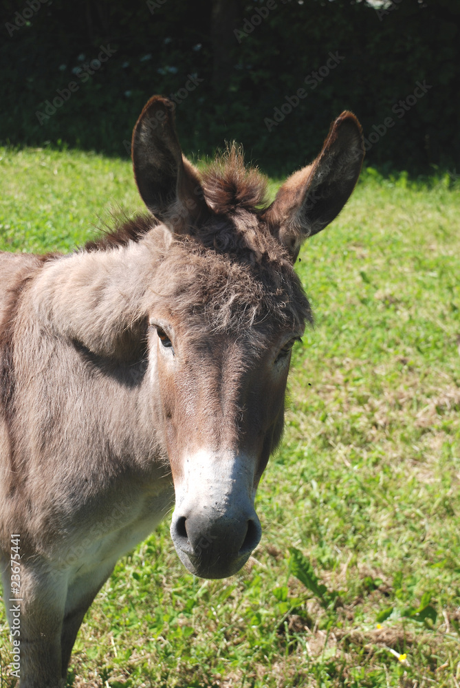 Fototapeta premium Portrait, brauner Esel