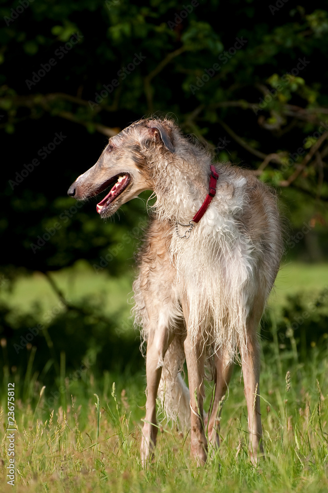 Fototapeta premium elegant russian borzoi wolfhound