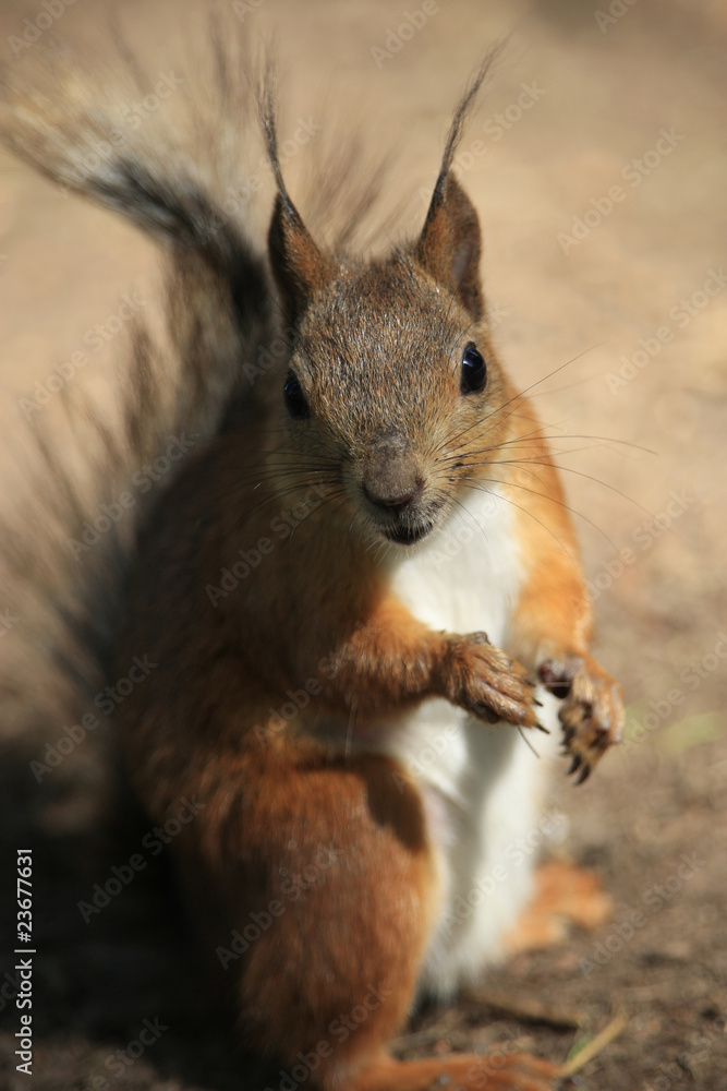 Fototapeta premium Squirrel looking ahead