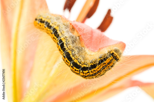 caterpillar crawling on flower,over white background