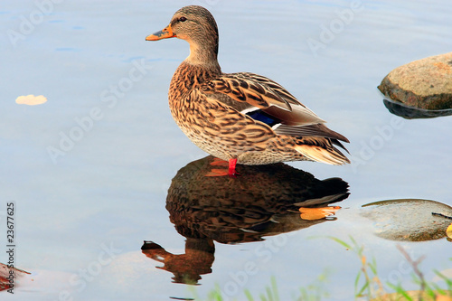 Konstfotografi Mallard female on water