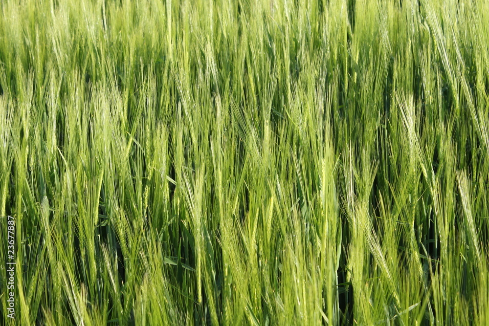 Fototapeta premium Semailles