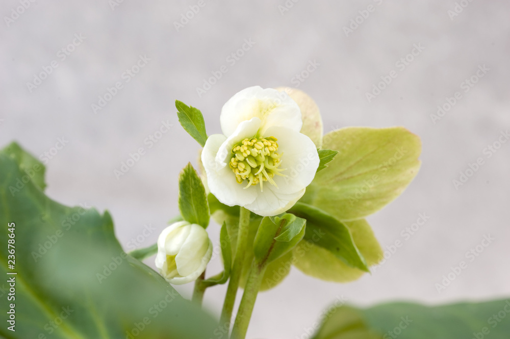 Obraz premium elleboro