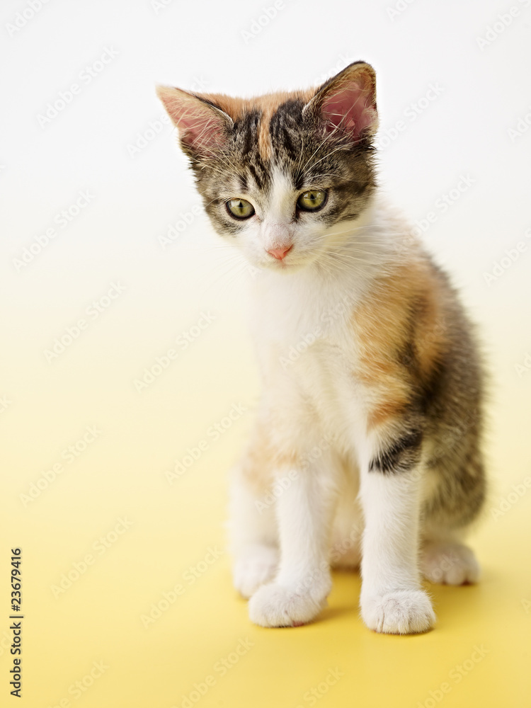 cat on yellow background cat on yellow background