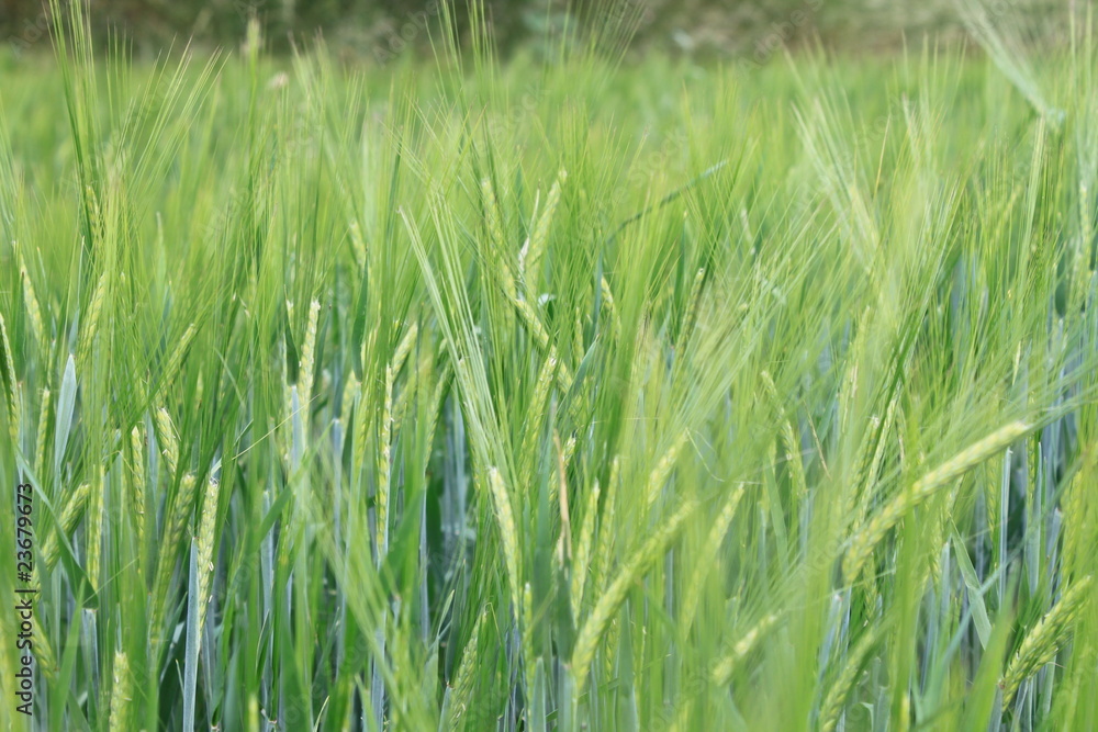 Pousse de blé Pousse de blé
