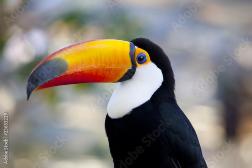 Beak's big toco toucan