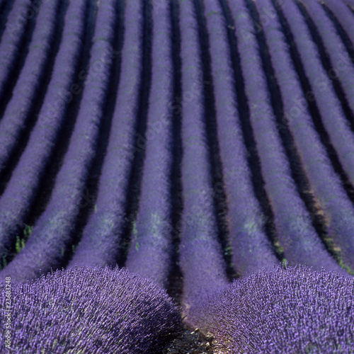 lavender field, Plateau de Valensole, Provence, France