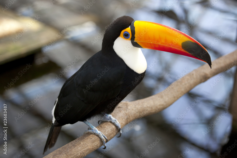 The toco toucan which stops at a tree The toco toucan which stops at a tree
