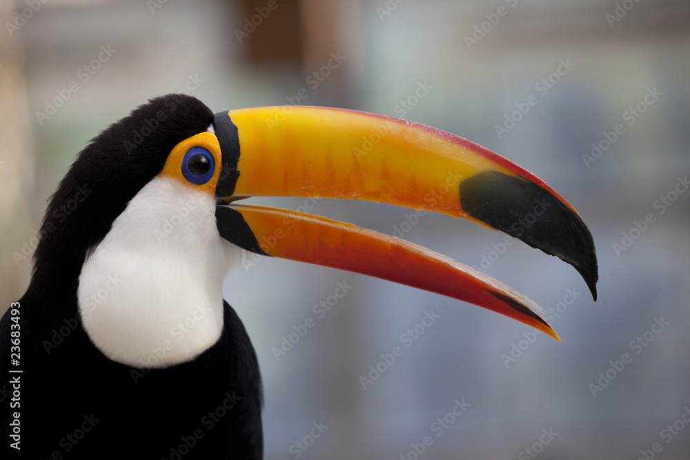 The toco toucan which opens the mouth The toco toucan which opens the mouth
