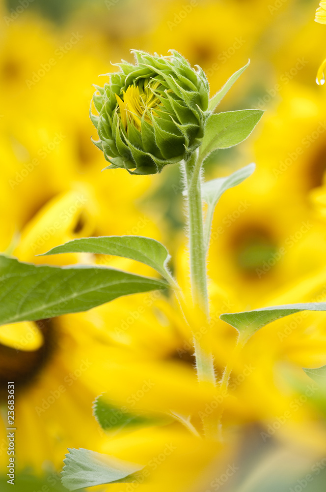 Sunflowers in full bloom in summer Sunflowers in full bloom in summer