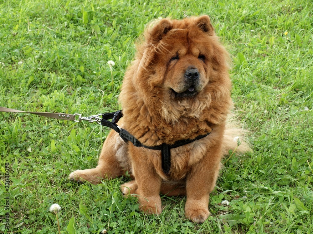 Chow-chow dog sitting