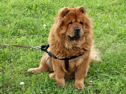 Obraz na płótnie Chow-chow dog sitting w salonie