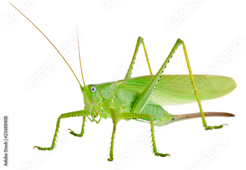 Locust