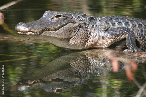 Alligator Mirror