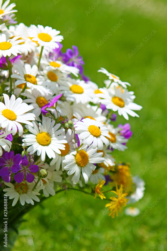 Fototapeta premium margeriten-blumenstrauß