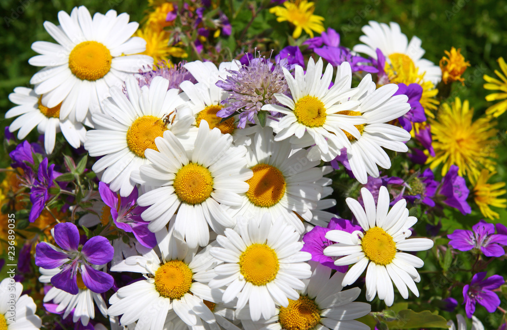 Fototapeta premium blumenstrauß-margeriten