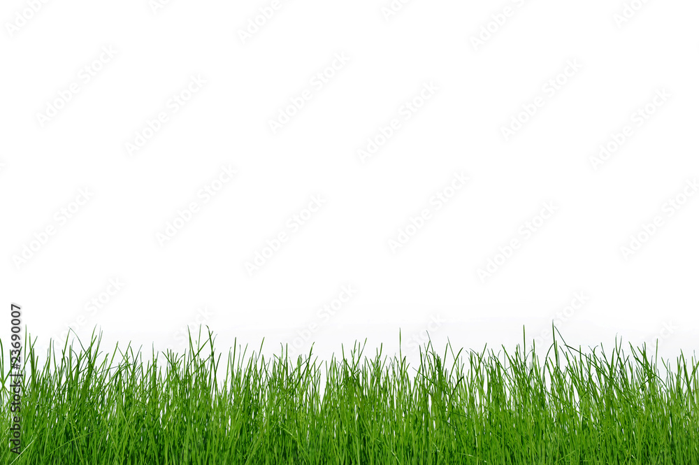 Gras 1 Gras 1