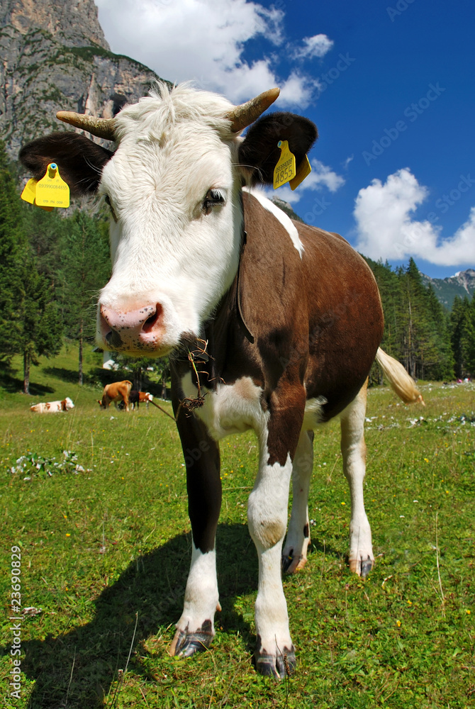 Calf brown and white standing on alps Calf brown and white standing on alps