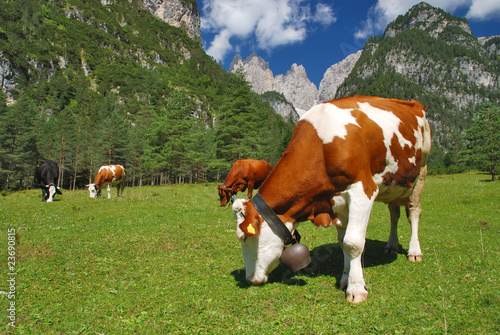 Cows eating on alps grassland © Pablo Debat