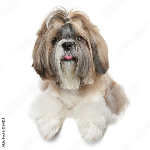 Shih tzu dog portrait on white