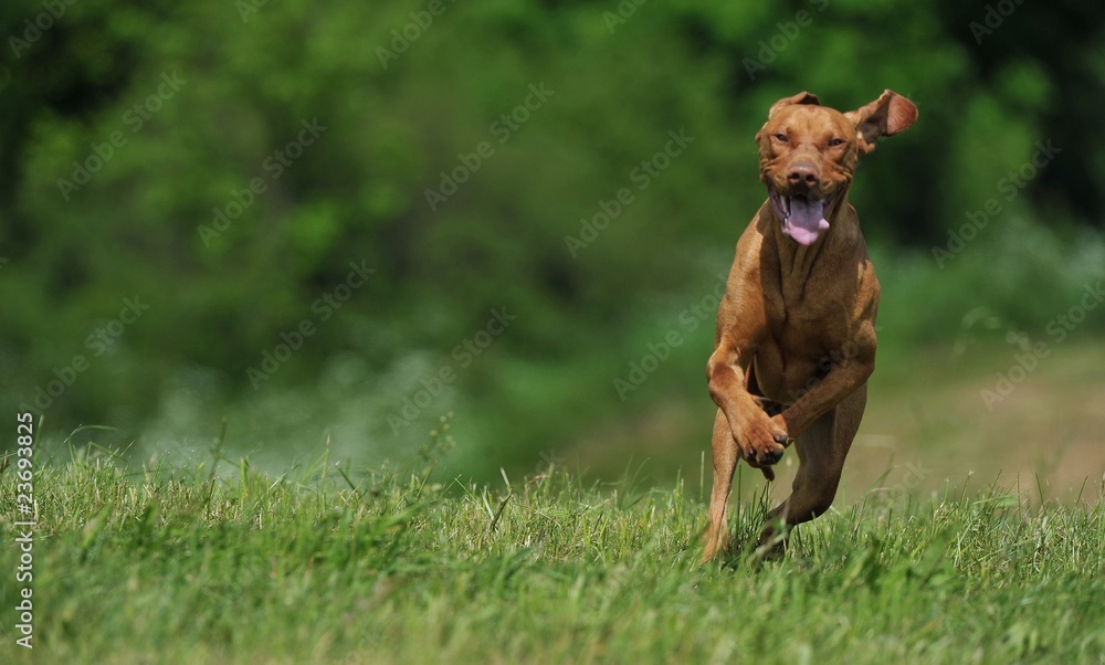 Jagdhund Jagdhund