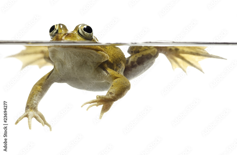 Poster green pond frog swimming isolated on white - Nikkel-Art.co.uk