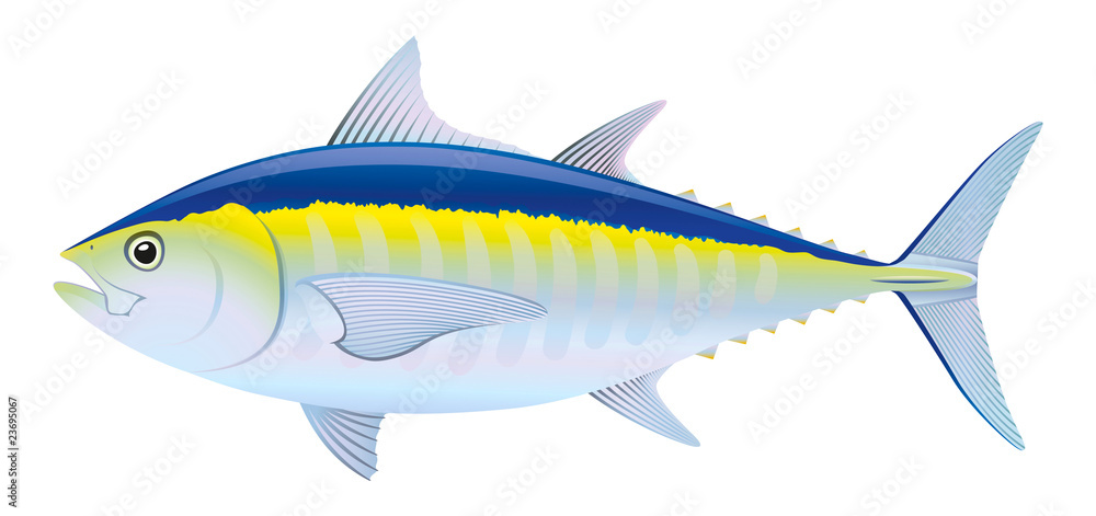 Bluefin Tuna Bluefin Tuna