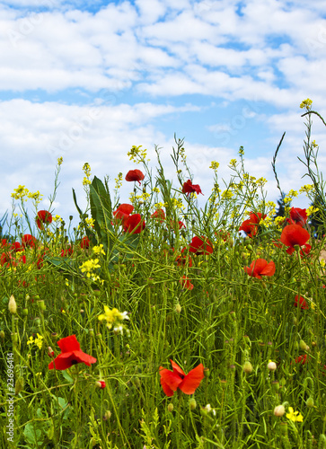 meadow with poppys, yellow flowers and blue sky