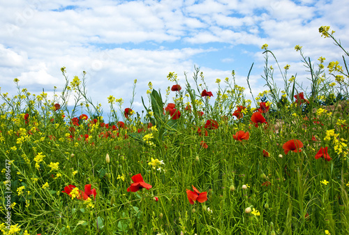 meadow with poppys, yellow flowers and blue sky