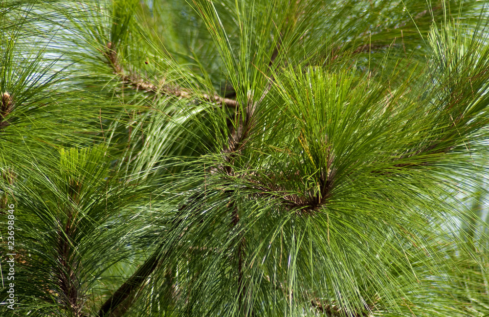Tree Tree