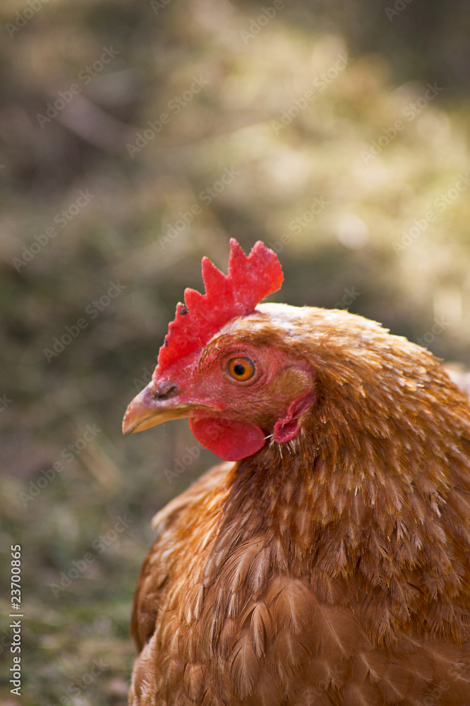 Fototapeta premium Brown Chicken