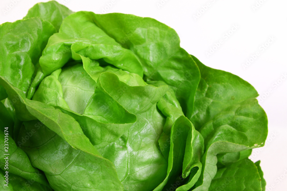 grüner kopfsalat,hintergrund grüner kopfsalat,hintergrund