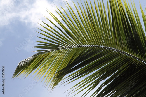 palme e foglie seychelles