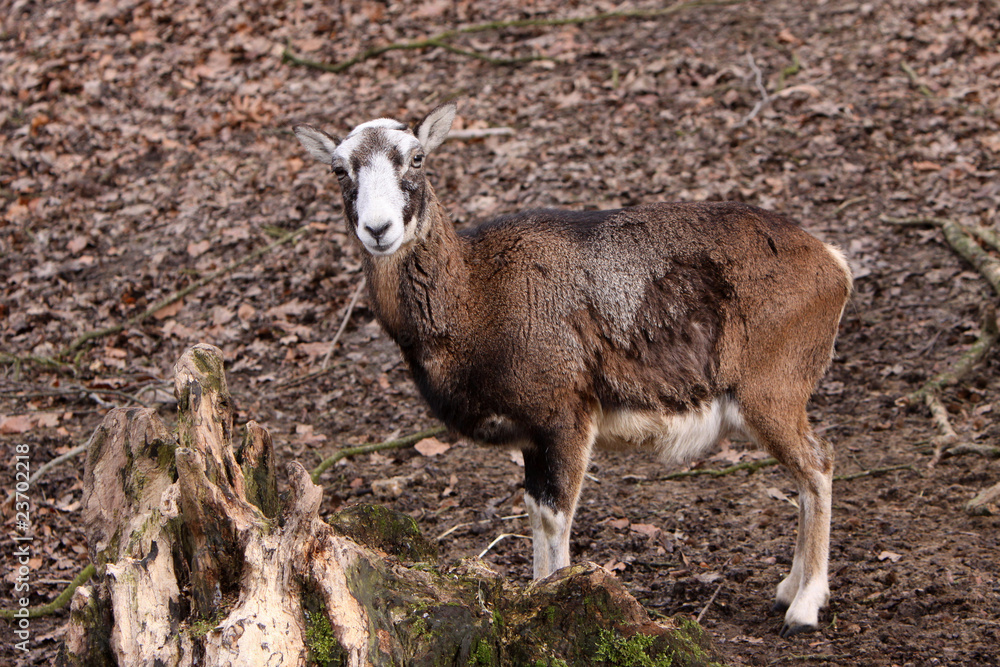 Fototapeta premium Mufflon (Schaf)