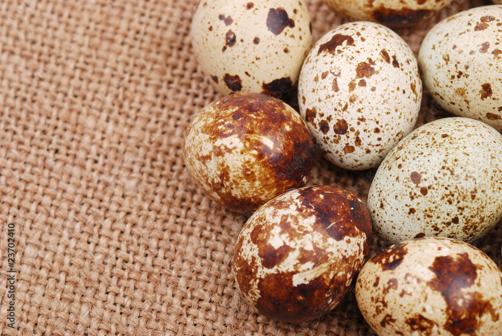 Obraz premium Photo of the quail egg