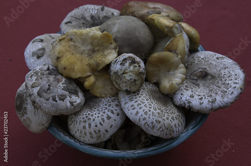 Boletus aereus 2 photo