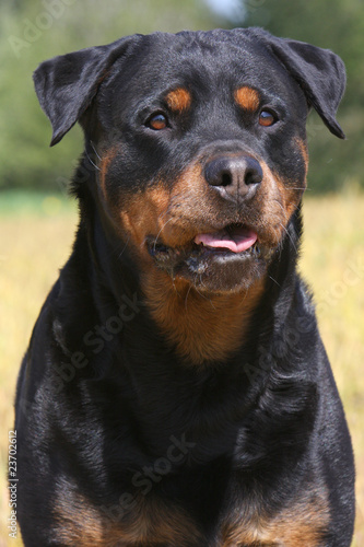 portrait de rottweiler