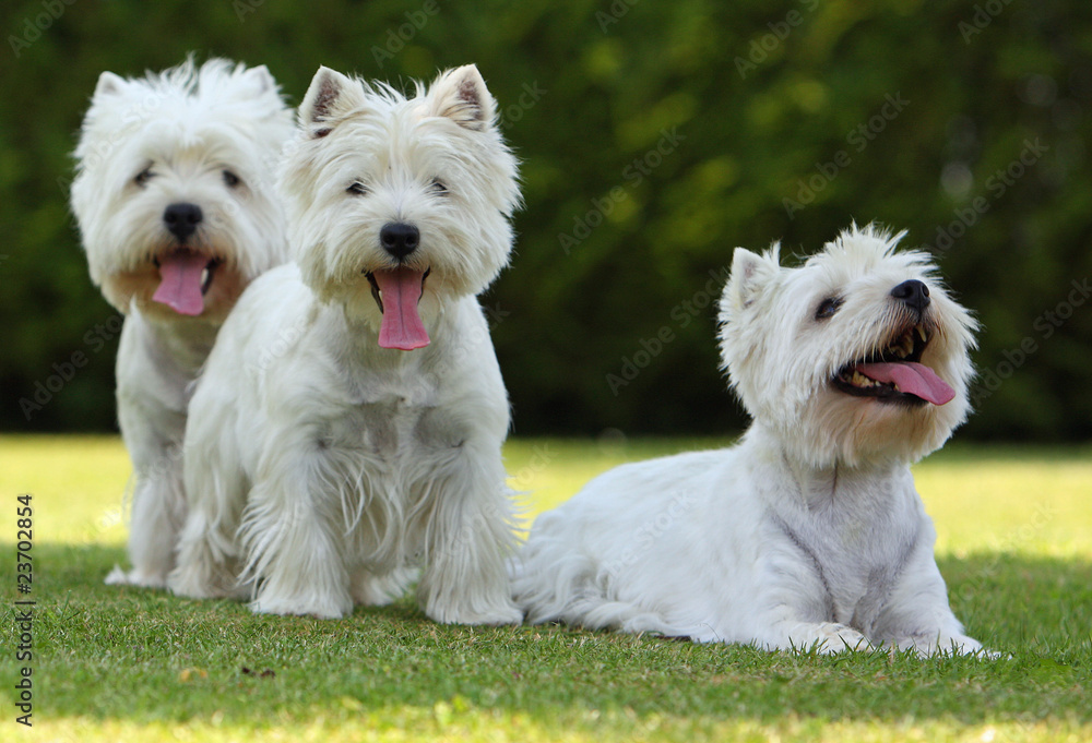 famille de west highland white terriers famille de west highland white terriers
