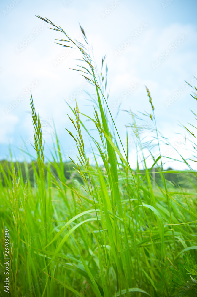 Obraz premium Grass against blue sky