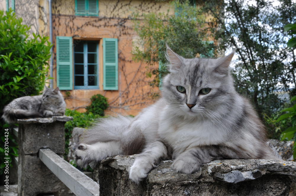 chats au repos