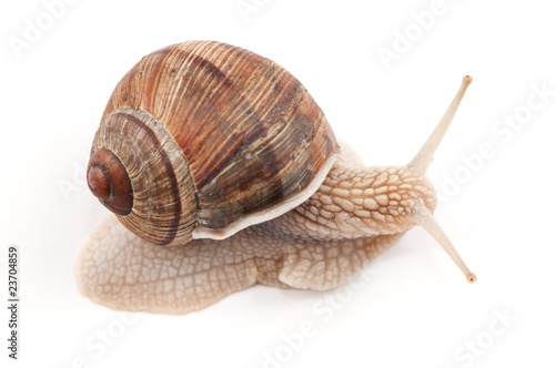 garden snail on a white background
