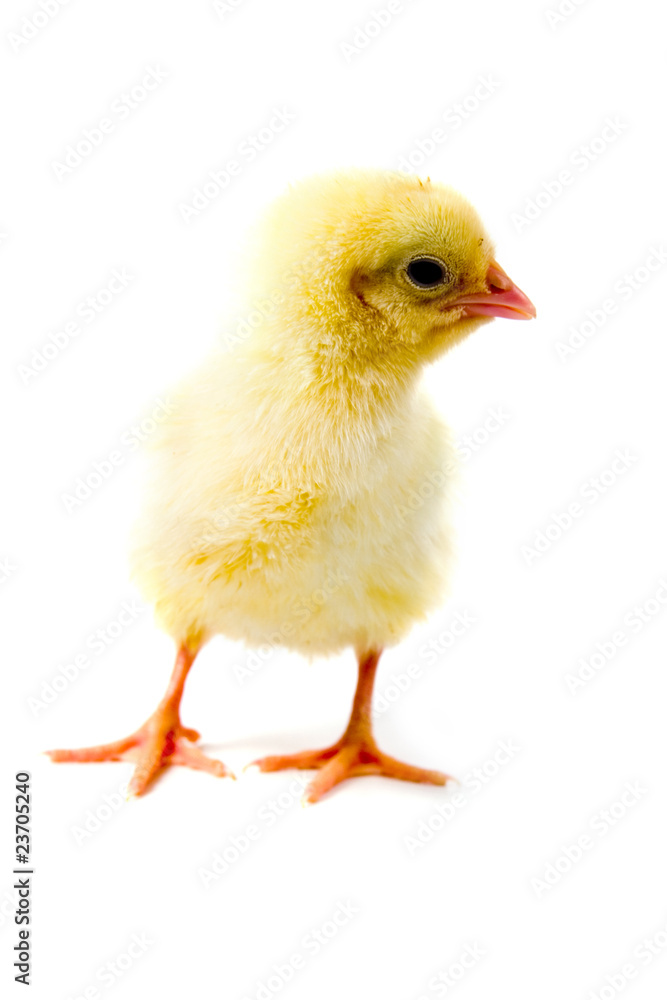 Obraz premium Yellow chicken