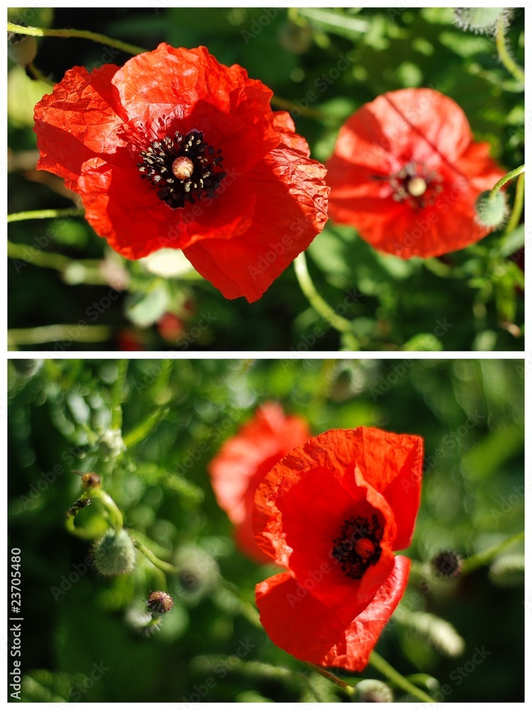 Obraz premium polne kwiaty