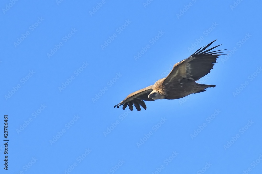 Fototapeta premium Buitre Leonado volando